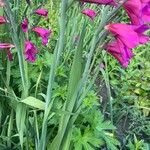Gladiolus communis Листок