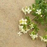 Galium megalospermum Flower