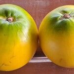 Pouteria caimito Fruit