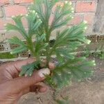 Selaginella sinuosa Leaf
