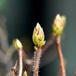 Rhododendron viscosum ഇല