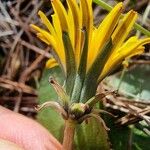 Taraxacum obovatum 花