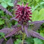 Pedicularis recutita Flor