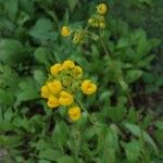 Calceolaria cavanillesii Hábito