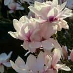 Magnolia × soulangeana Цвят