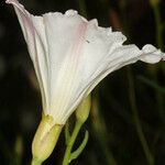 Calystegia longipes Кветка