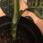 Dieffenbachia grayumiana Kůra