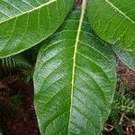 Rhododendron sinogrande Blad