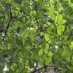 Quararibea bracteolosa Otro