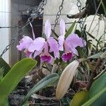 Cattleya trianae 花