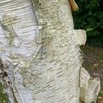 Betula utilis Ŝelo