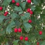 Crataegus monogyna Fuelha