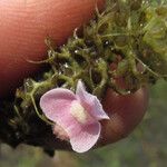 Utricularia raynalii Floare