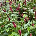 Persicaria orientalis 形態