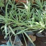 Chlorophytum comosumഇല