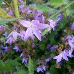 Campanula garganica Квітка