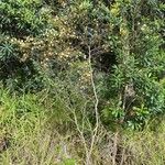 Acacia ulicifolia Alkat (teljes növény)