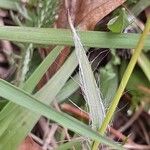 Luzula campestris Leaf