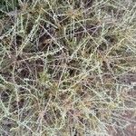 Artemisia herba-alba Habitus