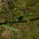 Leucanthemum pallens Foglia