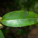 Cassipourea guianensis Leaf