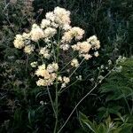 Thalictrum flavum Bloem