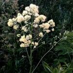 Thalictrum flavum Flower