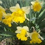 Narcissus bicolor Blomst