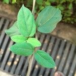 Gymnema sylvestre Leaf