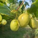 Ziziphus jujuba Fruit