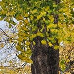 Ginkgo bilobaYeri