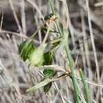 Chlorophytum pendulum Fruit