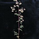 Thalictrum alpinum موطن