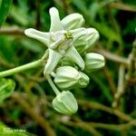 Calotropis gigantea 花