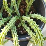 Huernia macrocarpa Lapas