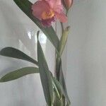 Cattleya brevipedunculata Çiçek