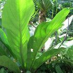 Anthurium hookeri Leaf