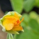 Abutilon grandifolium Blüte