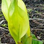 Lysichiton americanus 叶