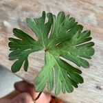 Geranium pusillumBlad