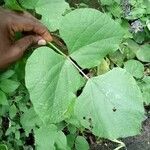 Lablab purpureus Leaf
