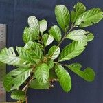 Cupania rufescens Other