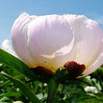 Paeonia lactiflora Flower