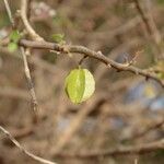 Combretum aculeatum Fruto