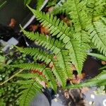 Dryopteris erythrosora 葉