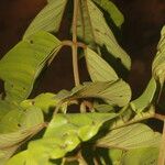 Ormosia subsimplex Leaf