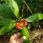 Psychotria elata फूल
