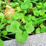 Dichondra carolinensis Feuille