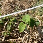 Mikania cordifolia Leaf