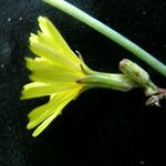 Launaea procumbens Flower